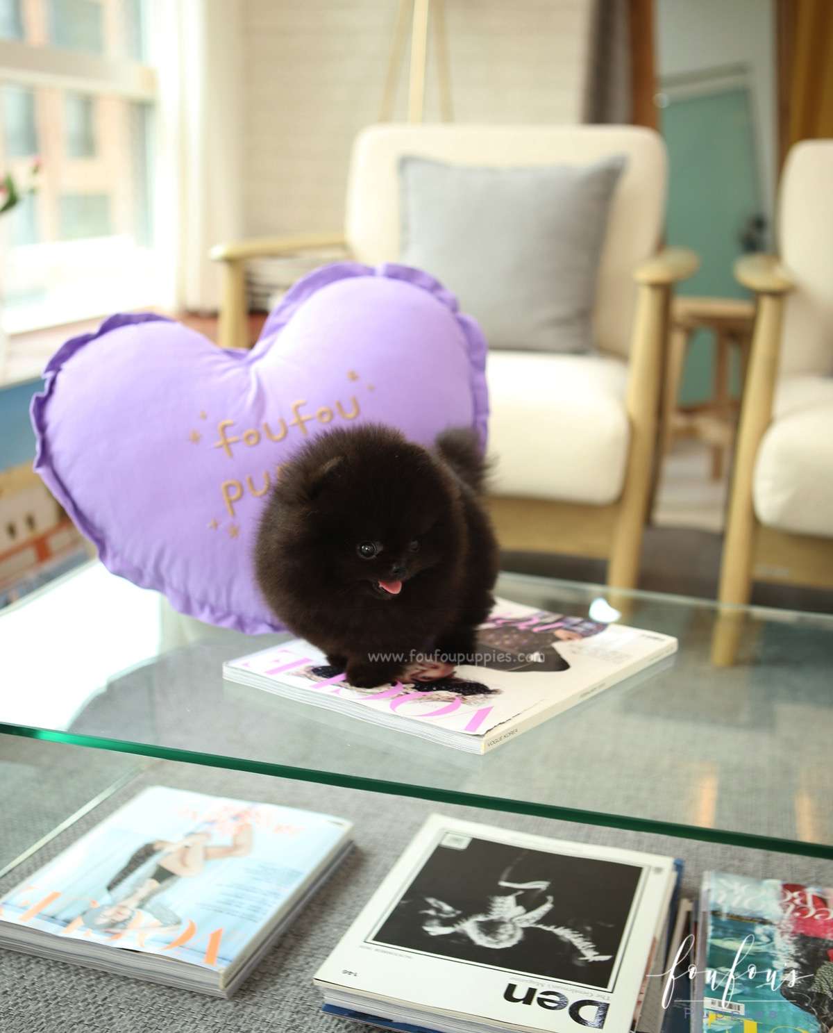 Mae - Pomeranian F.