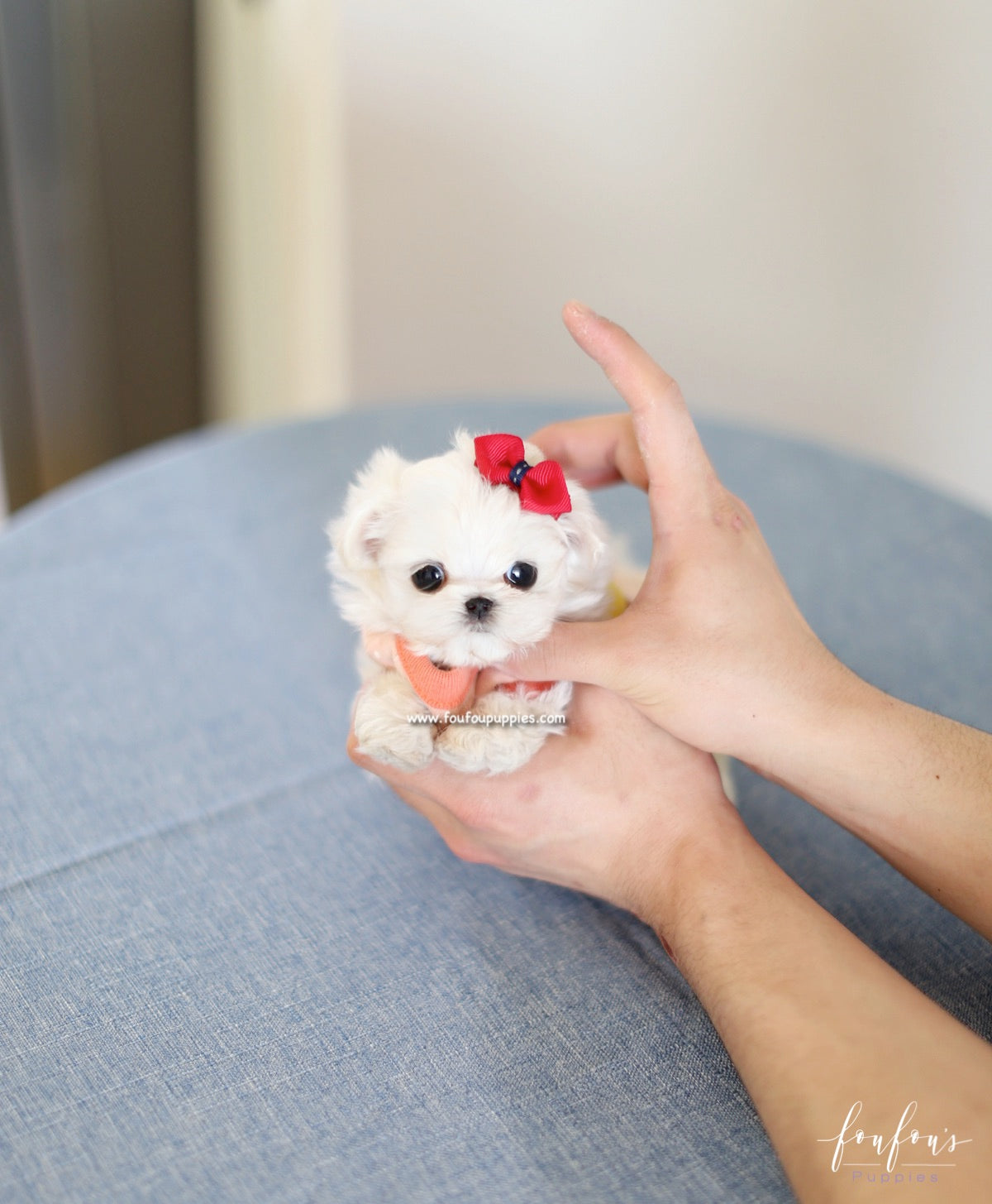 Dolly - Maltese F.