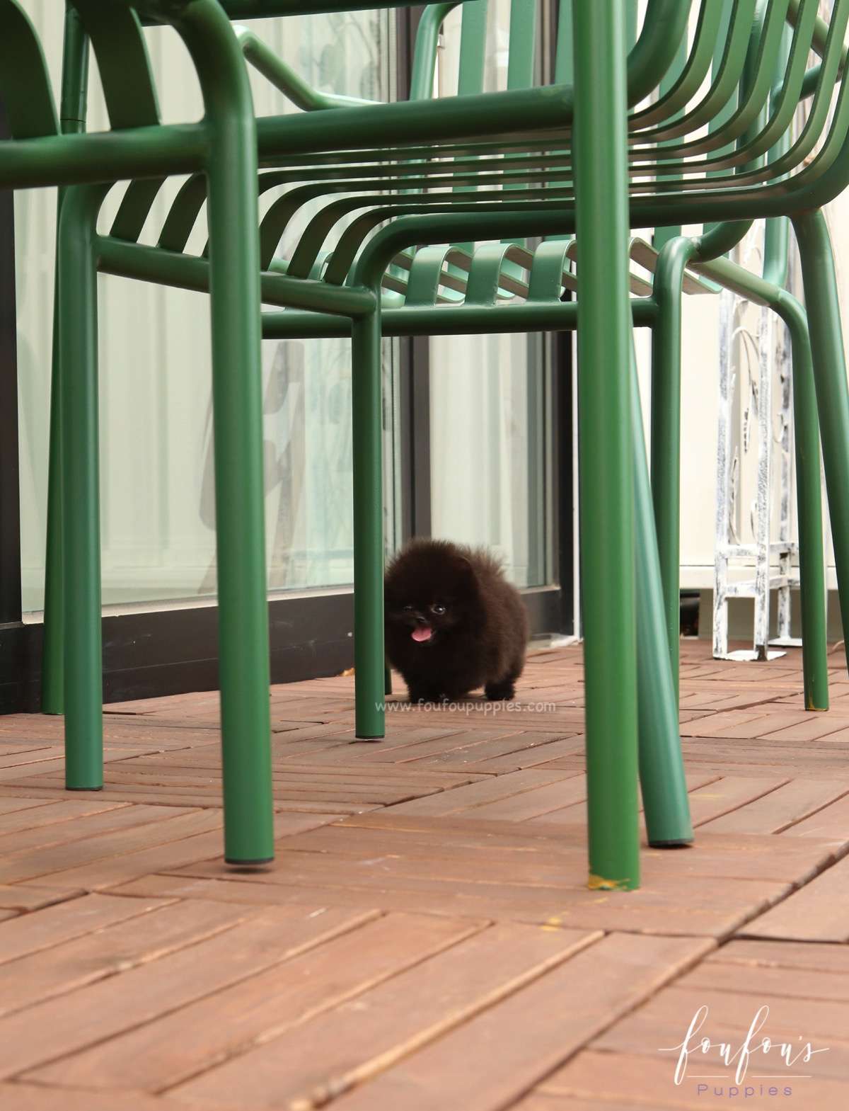 Mae - Pomeranian F.