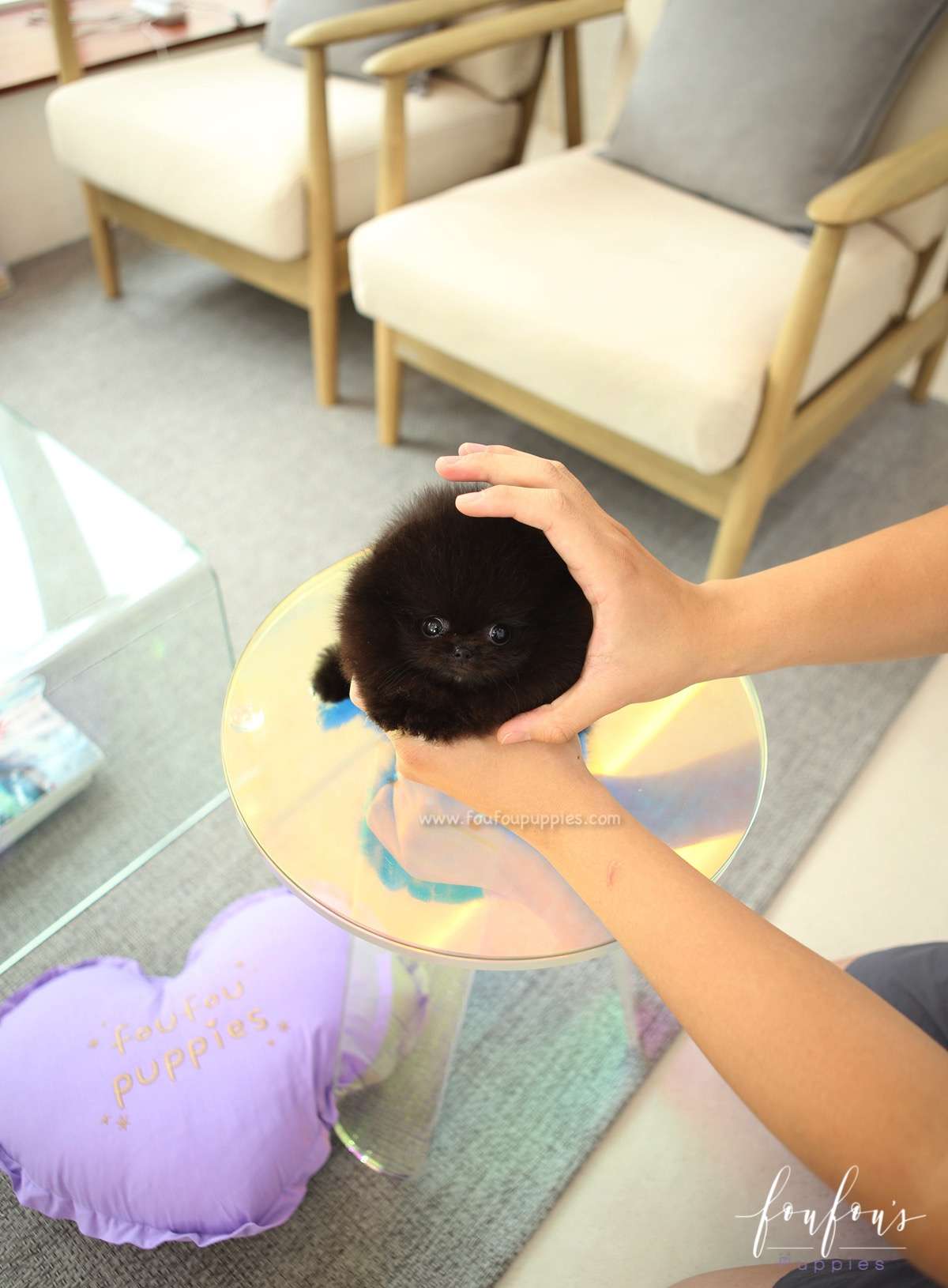 Mae - Pomeranian F.