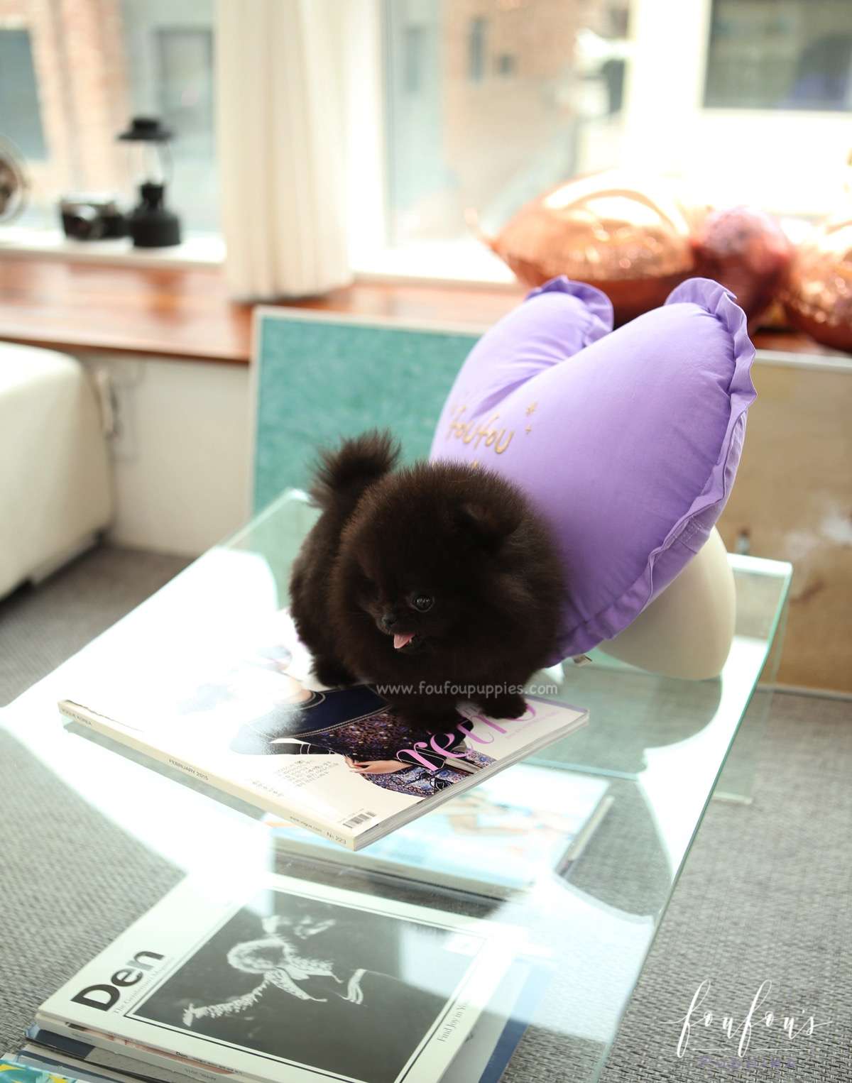 Mae - Pomeranian F.