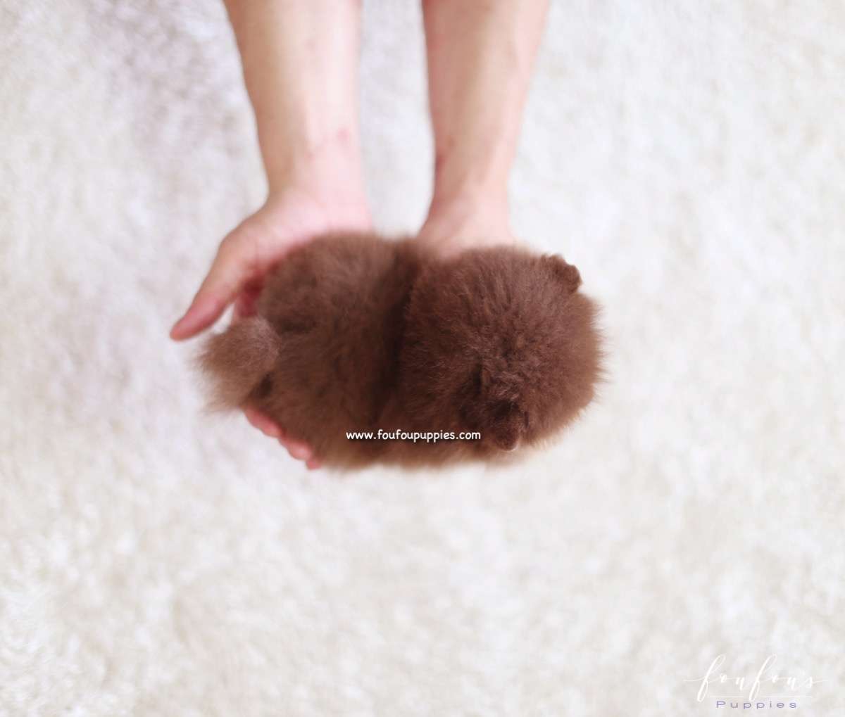 Koby - Pomeranian M.