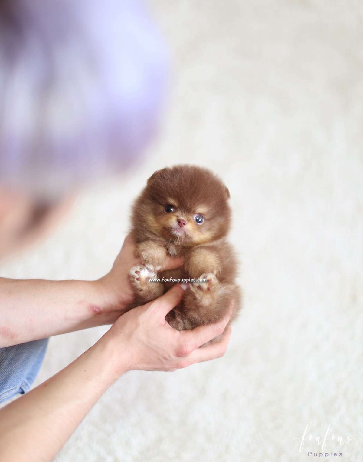 Koby - Pomeranian M.