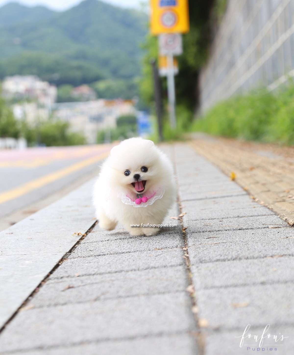 Muffin - Pomeranian M.
