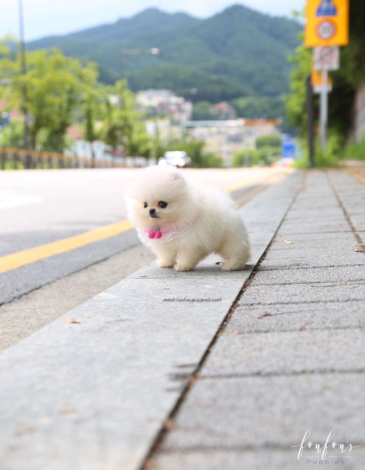Muffin - Pomeranian M.
