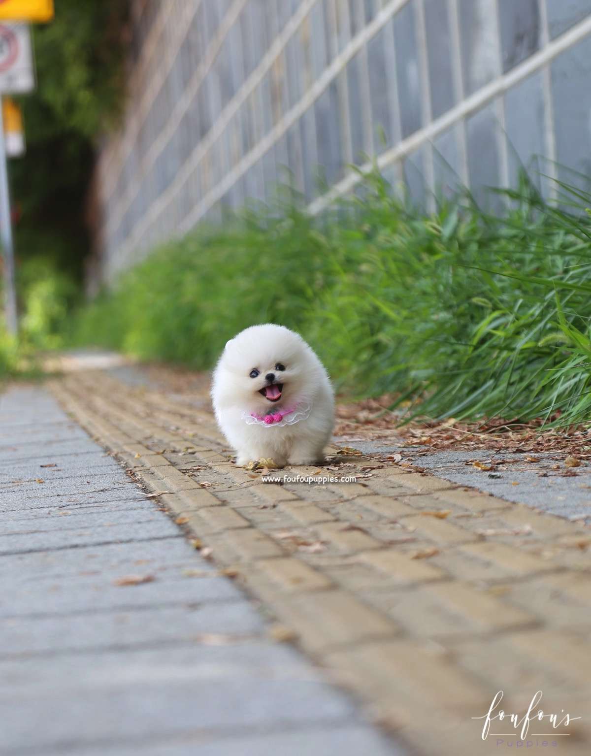 Muffin - Pomeranian M.