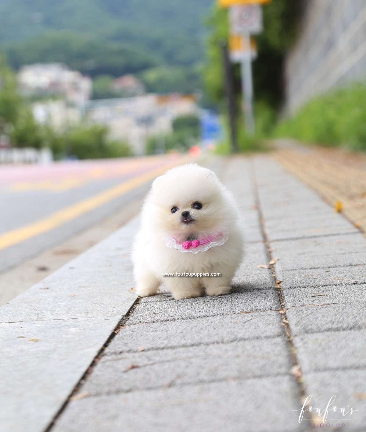 Muffin - Pomeranian M.