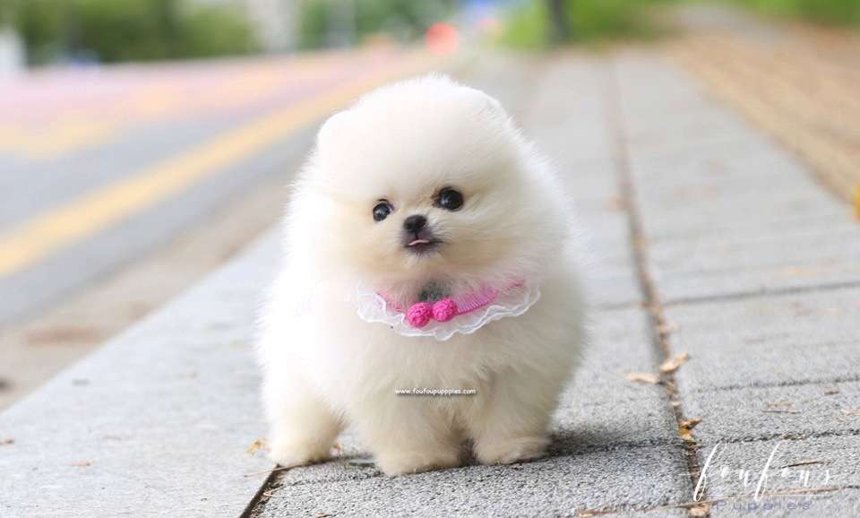 Muffin - Pomeranian M.