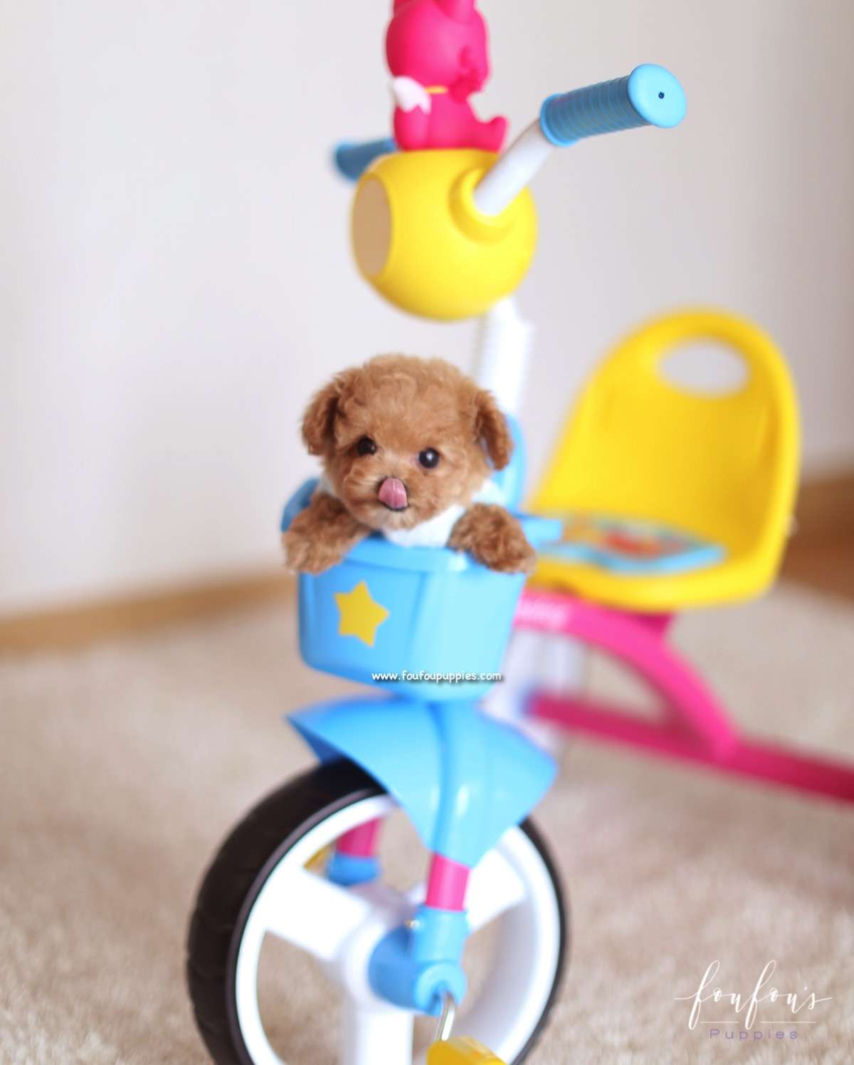 Bijou - Poodle F.