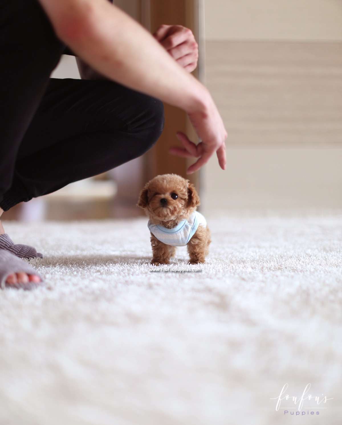 Bijou - Poodle F.