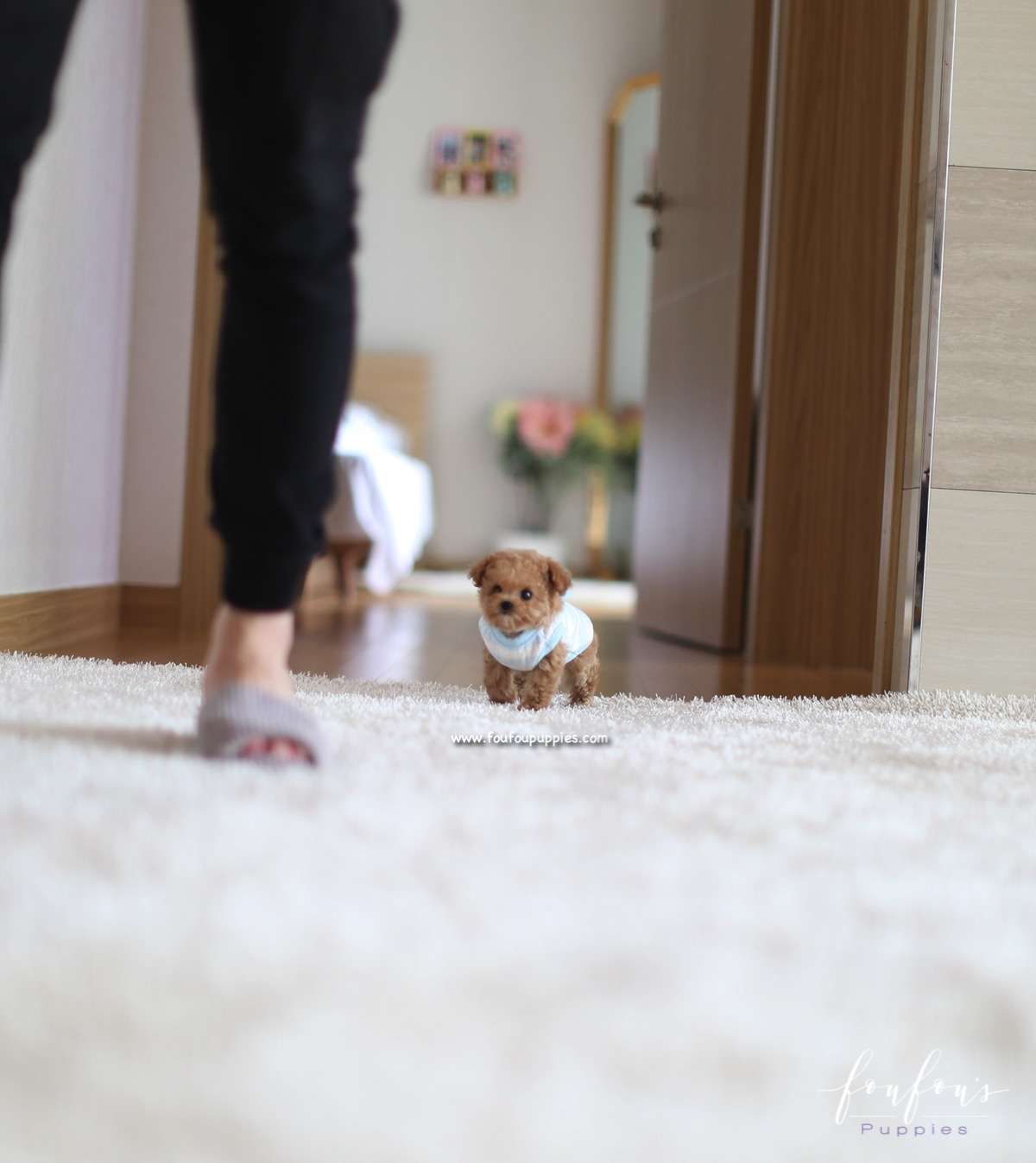 Bijou - Poodle F.