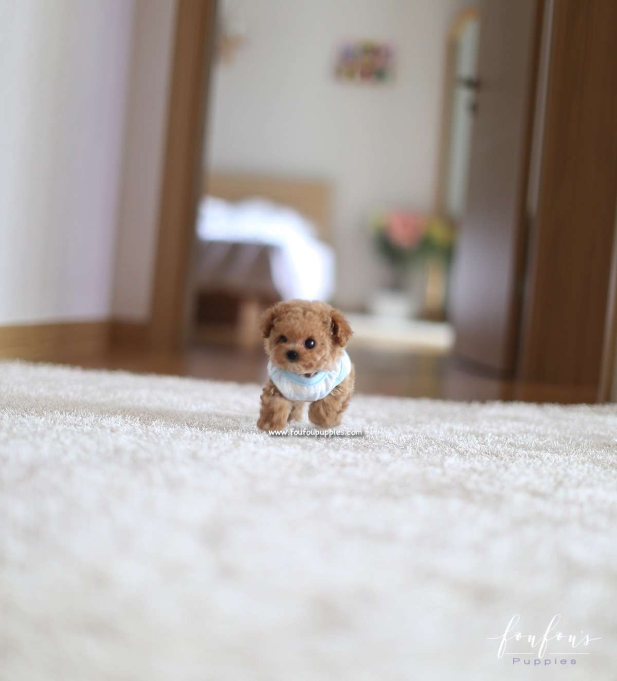 Bijou - Poodle F.