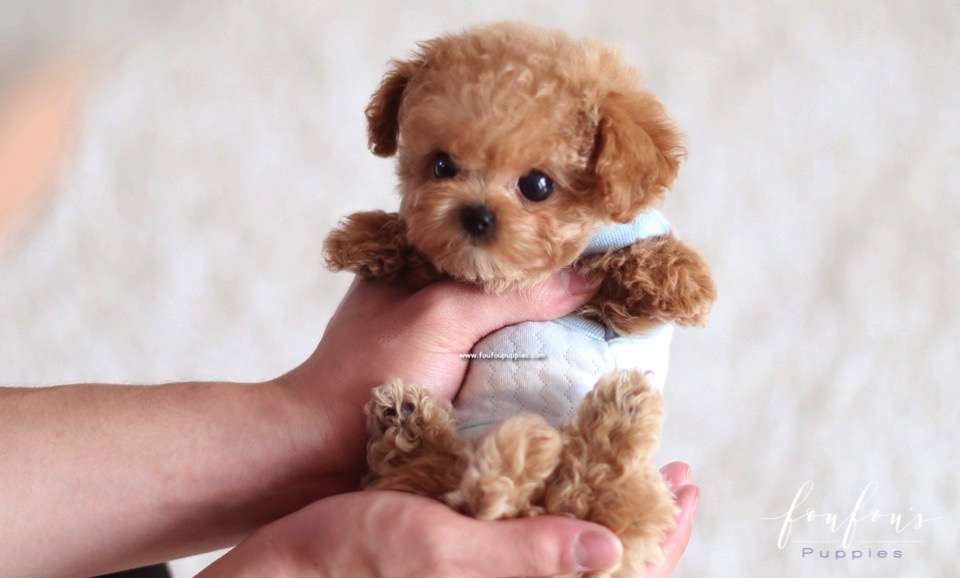 Bijou - Poodle F.