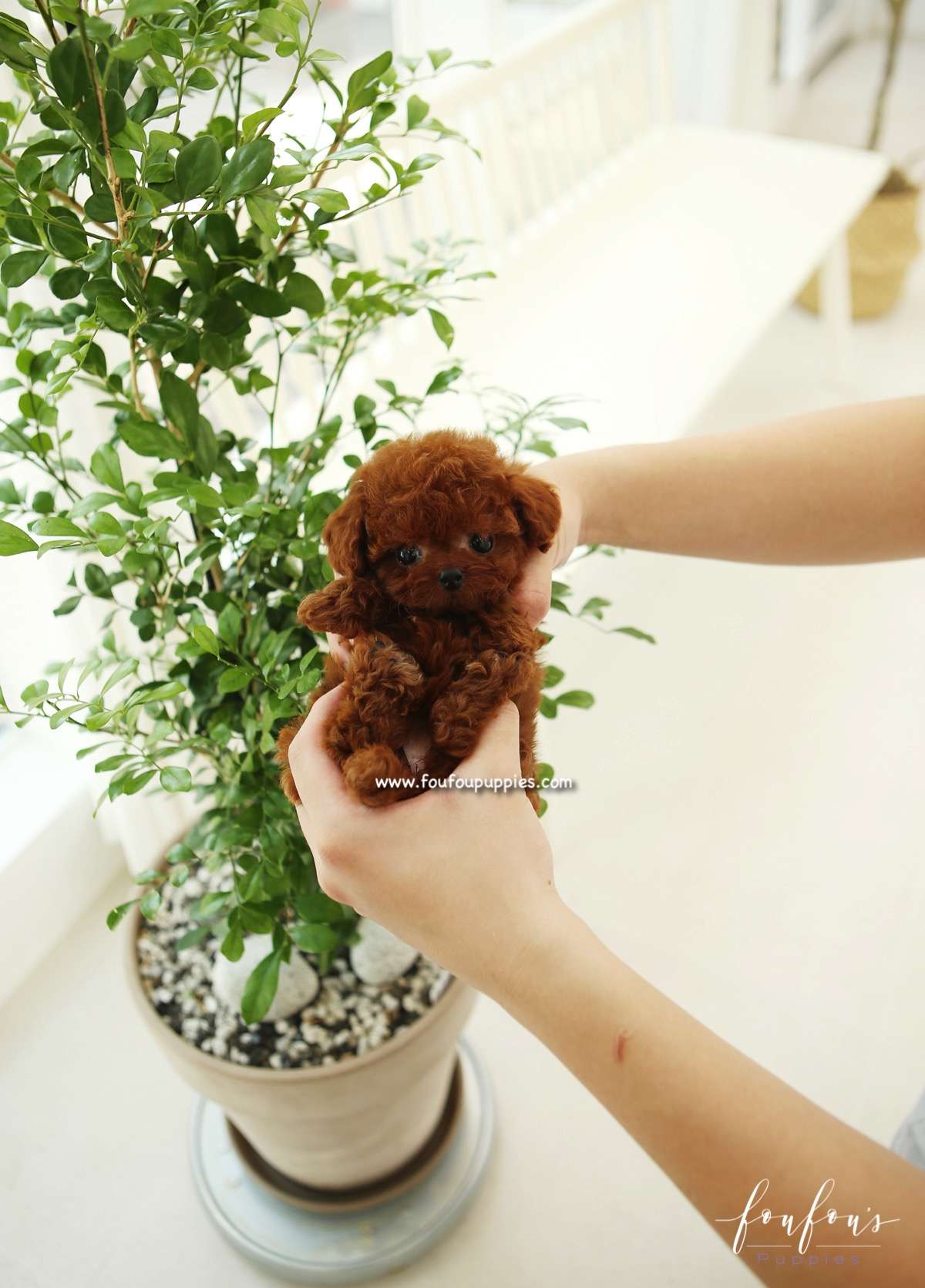 Kahua - Poodle F.