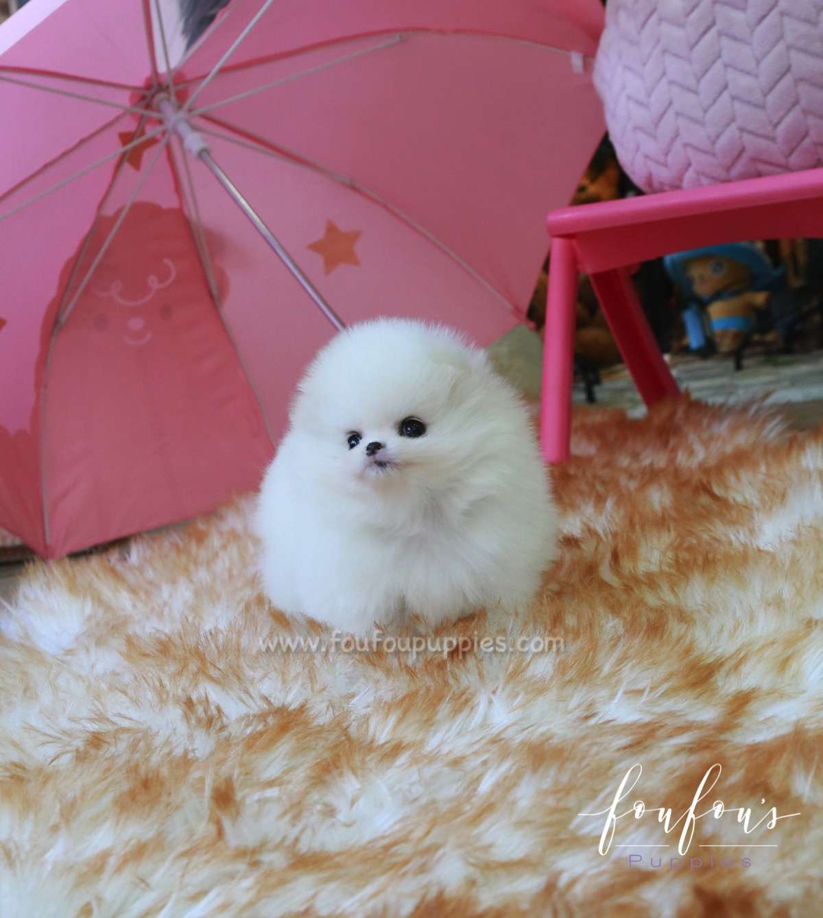 Dolce - Pomeranian F.