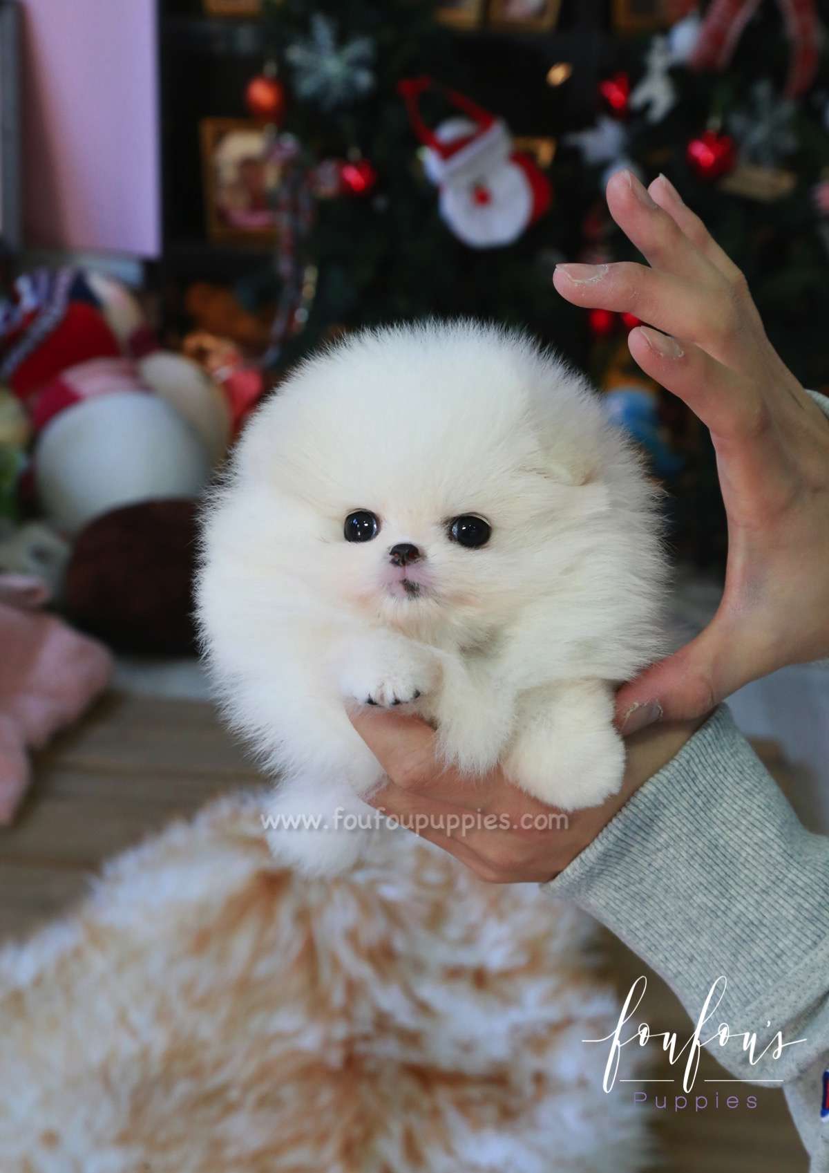 Dolce - Pomeranian F.