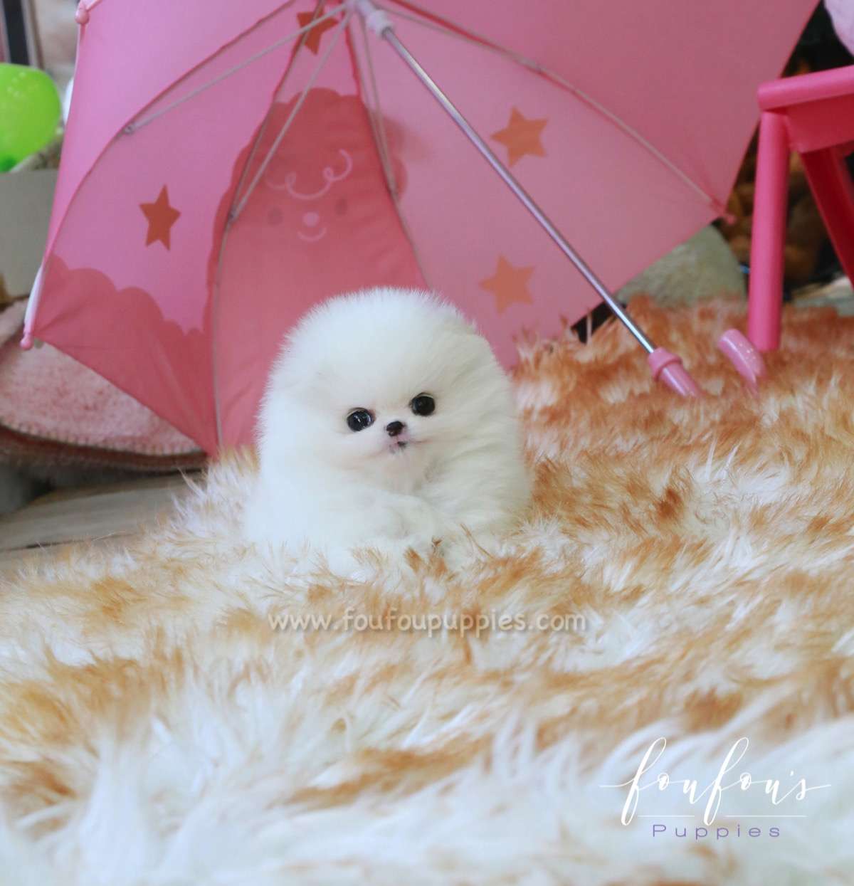 Dolce - Pomeranian F.