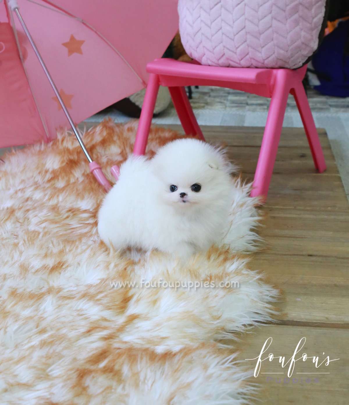 Dolce - Pomeranian F.