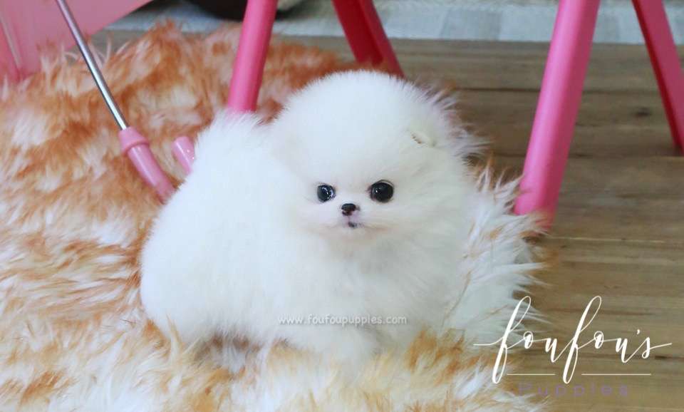 Dolce - Pomeranian F.