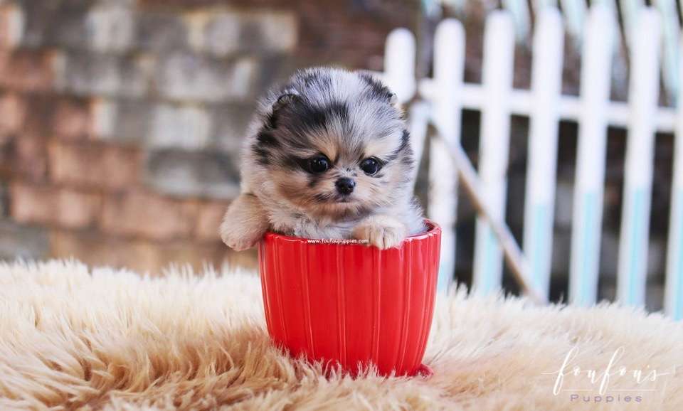 Scarlett - Pomeranian F.