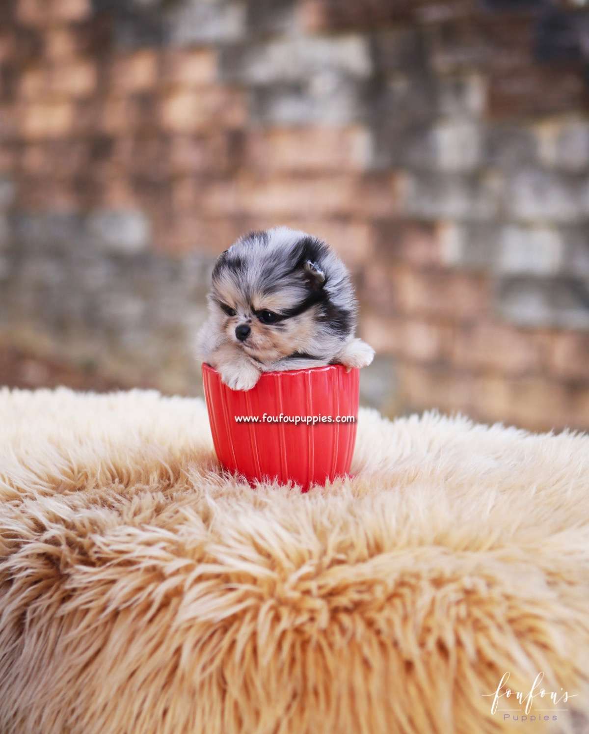 Scarlett - Pomeranian F.