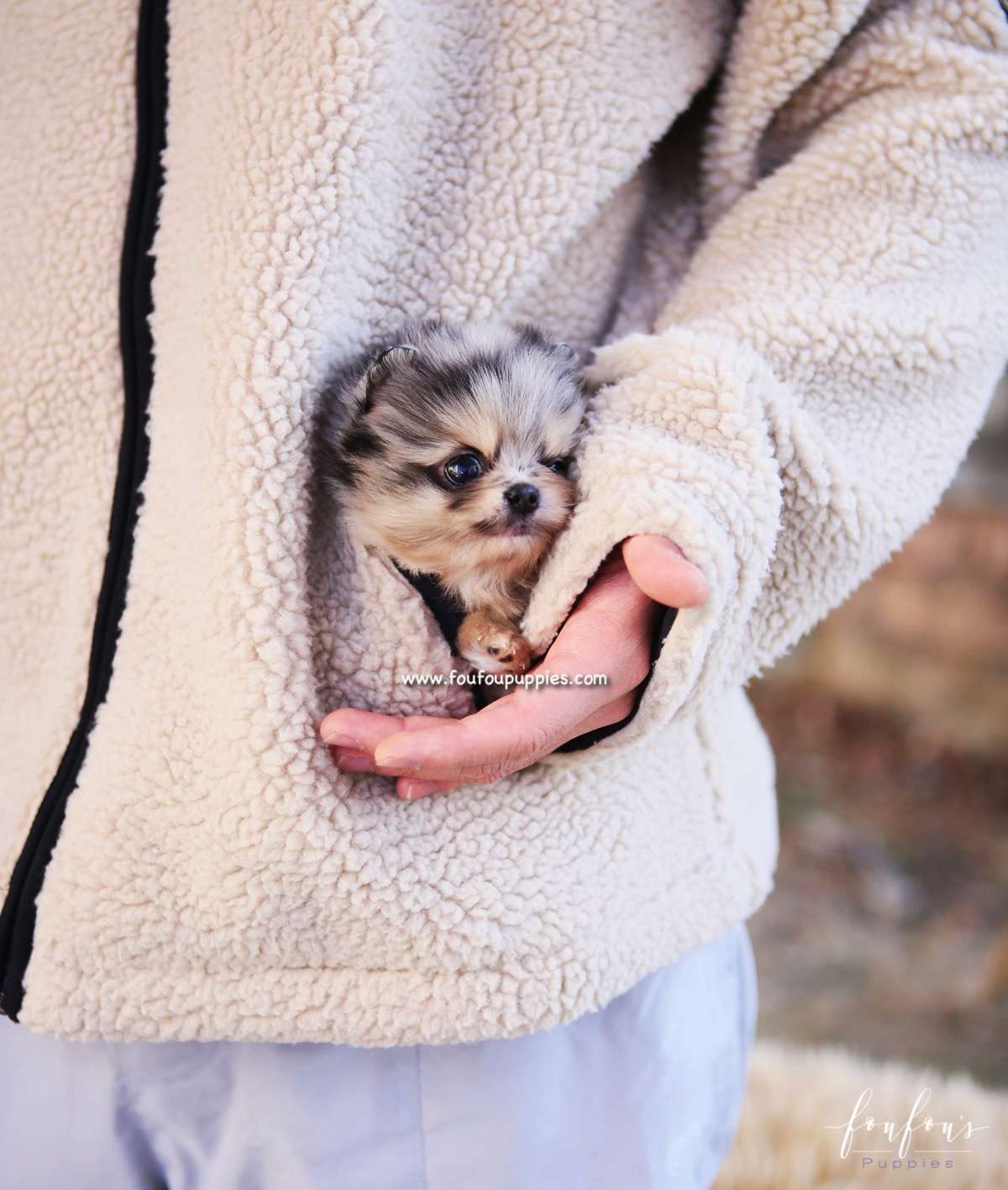 Scarlett - Pomeranian F.