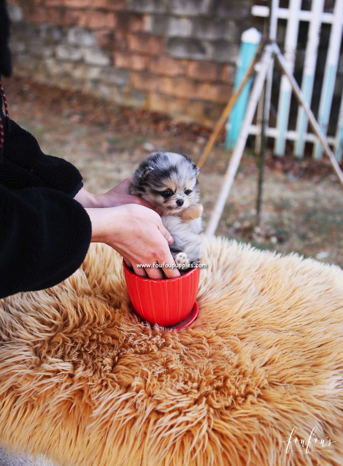 Scarlett - Pomeranian F.