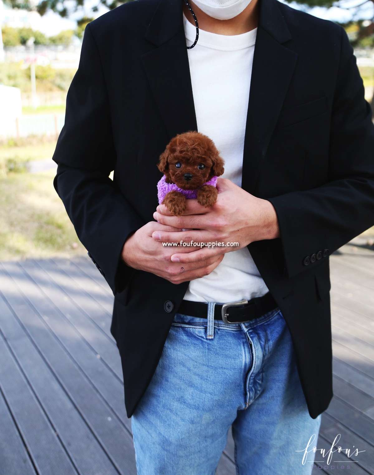 Bae - Poodle M.