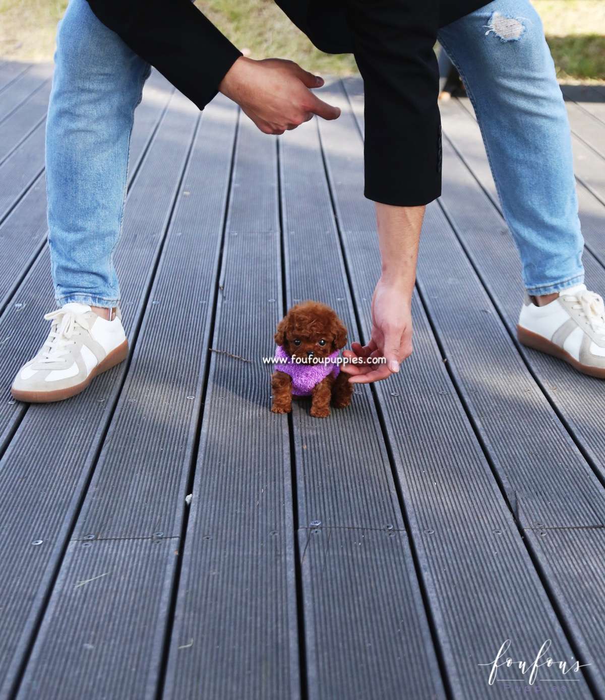 Bae - Poodle M.