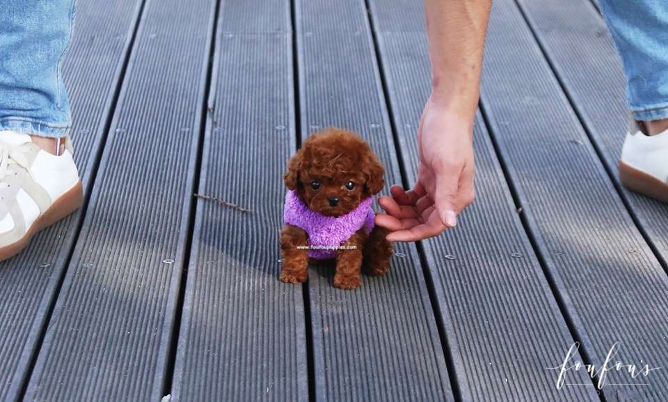 Bae - Poodle M.