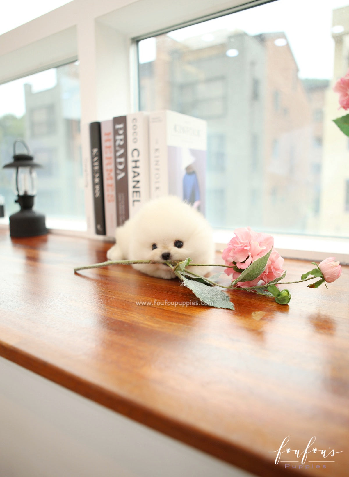 Mochi - Pomeranian M.