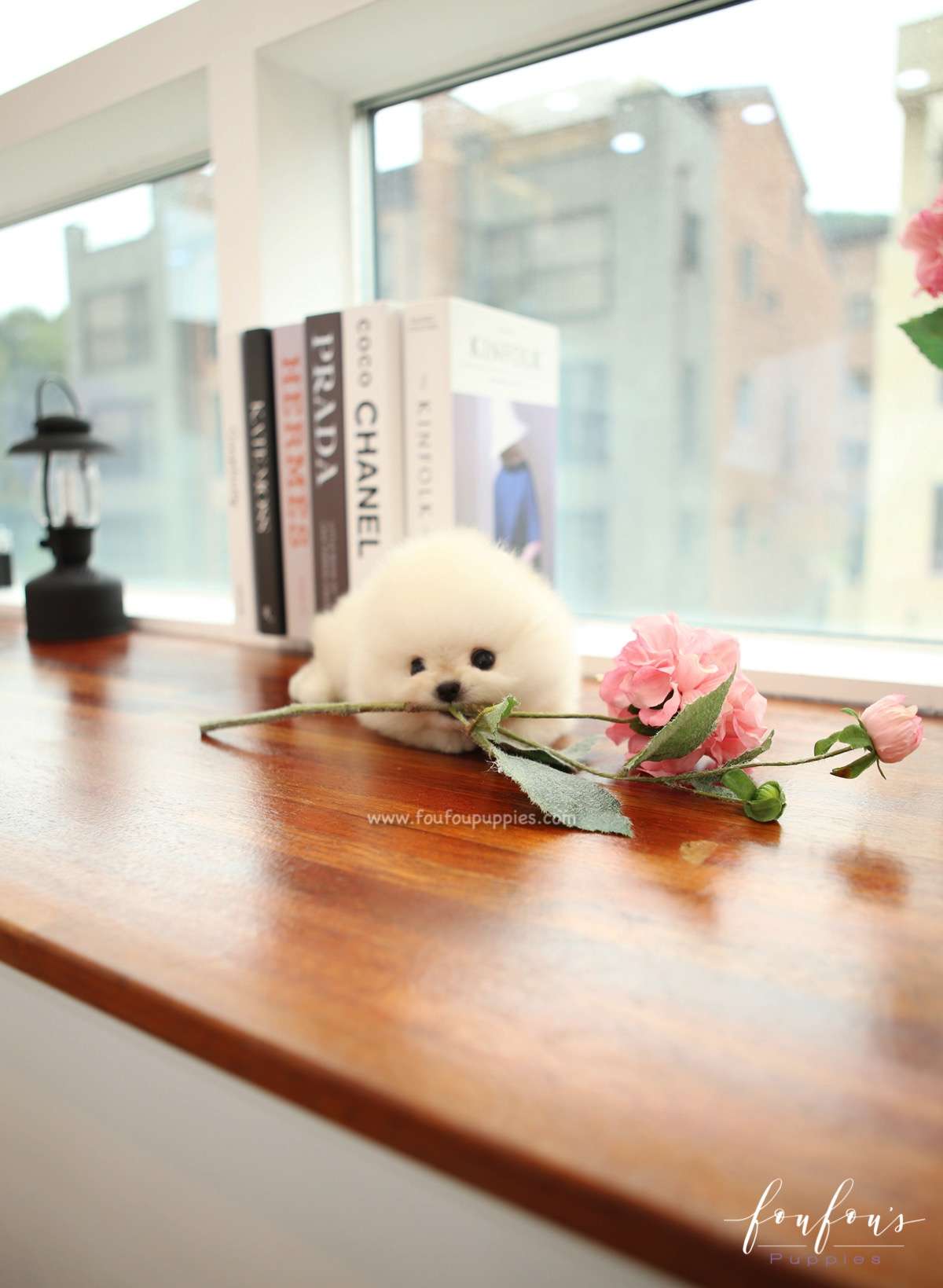 Mochi - Pomeranian M.