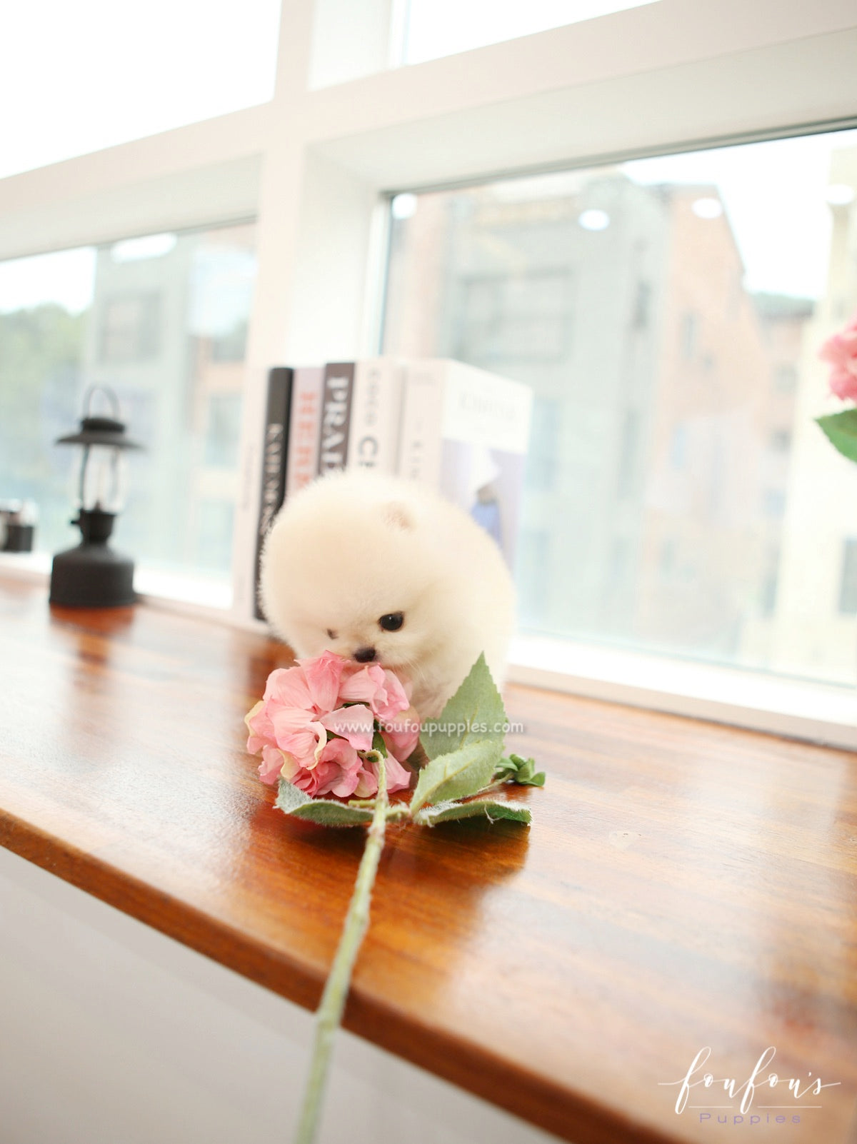 Mochi - Pomeranian M.
