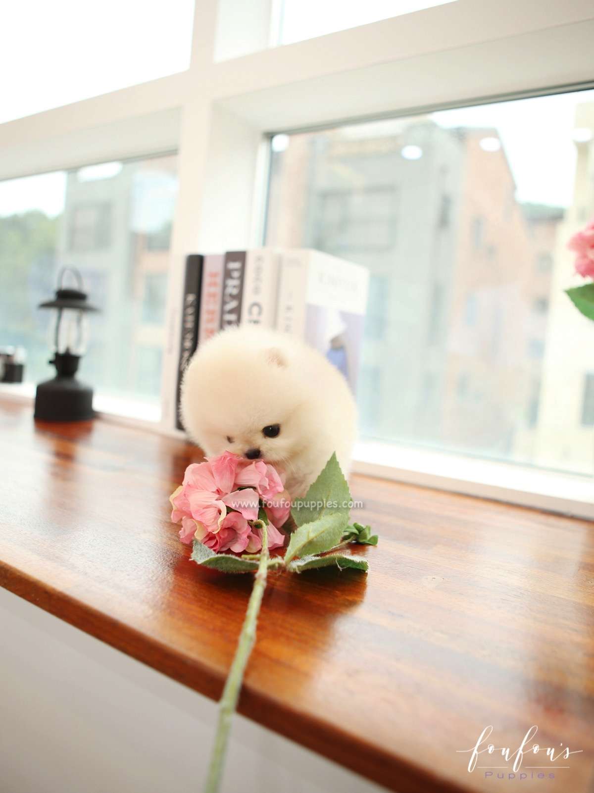 Mochi - Pomeranian M.