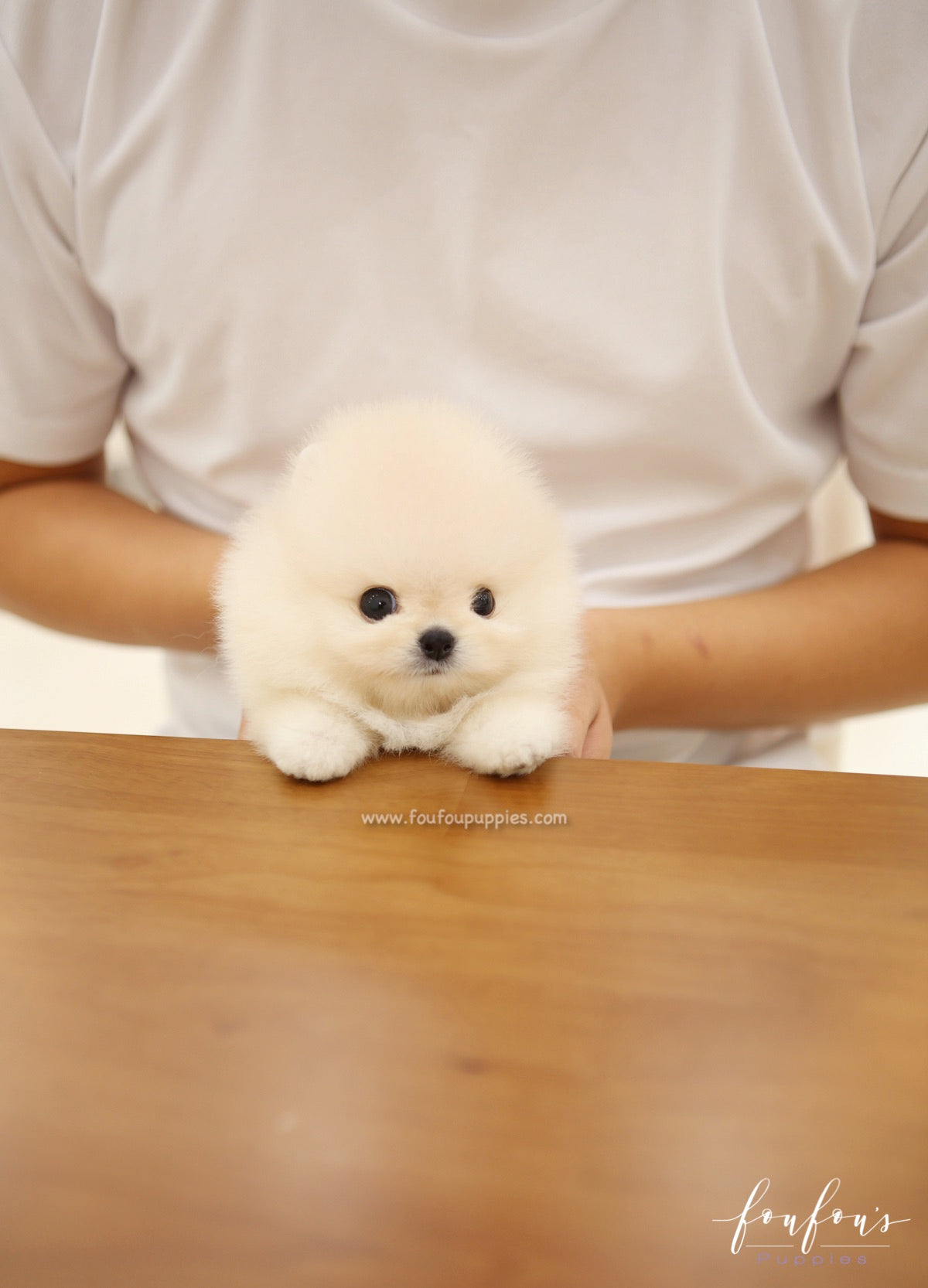 Mochi - Pomeranian M.