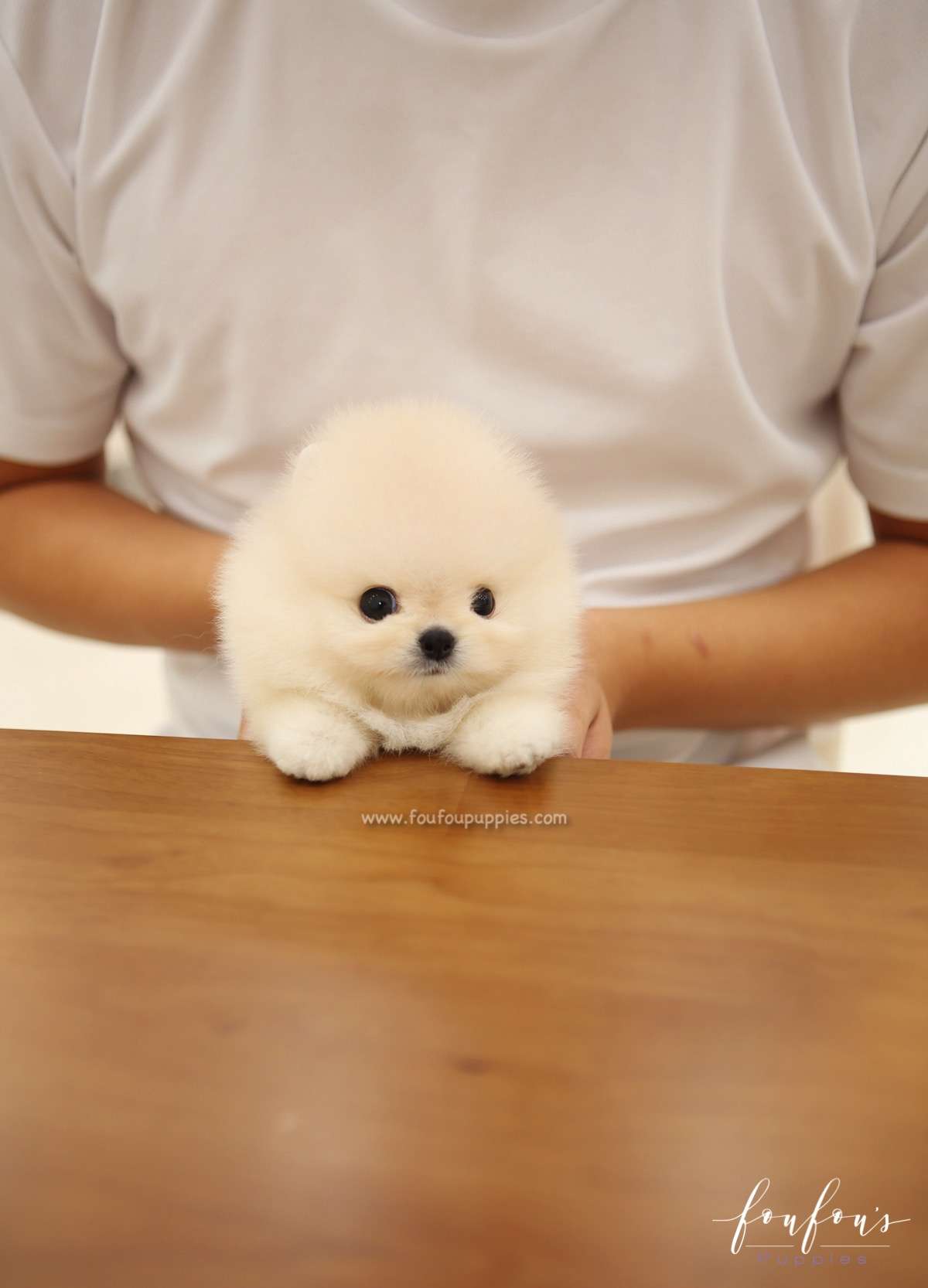 Mochi - Pomeranian M.