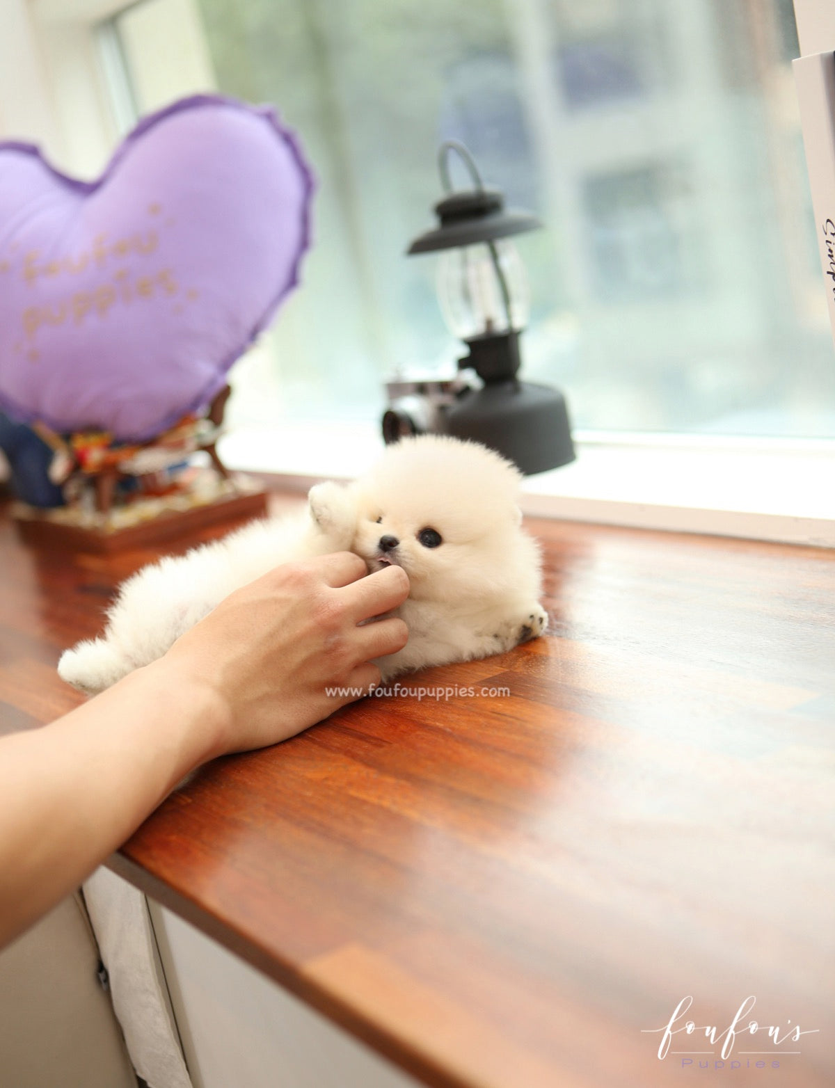 Mochi - Pomeranian M.