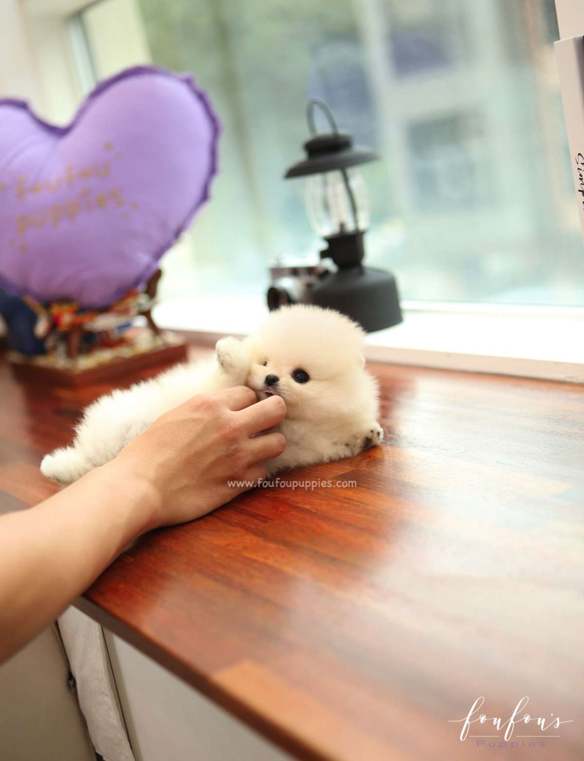 Mochi - Pomeranian M.