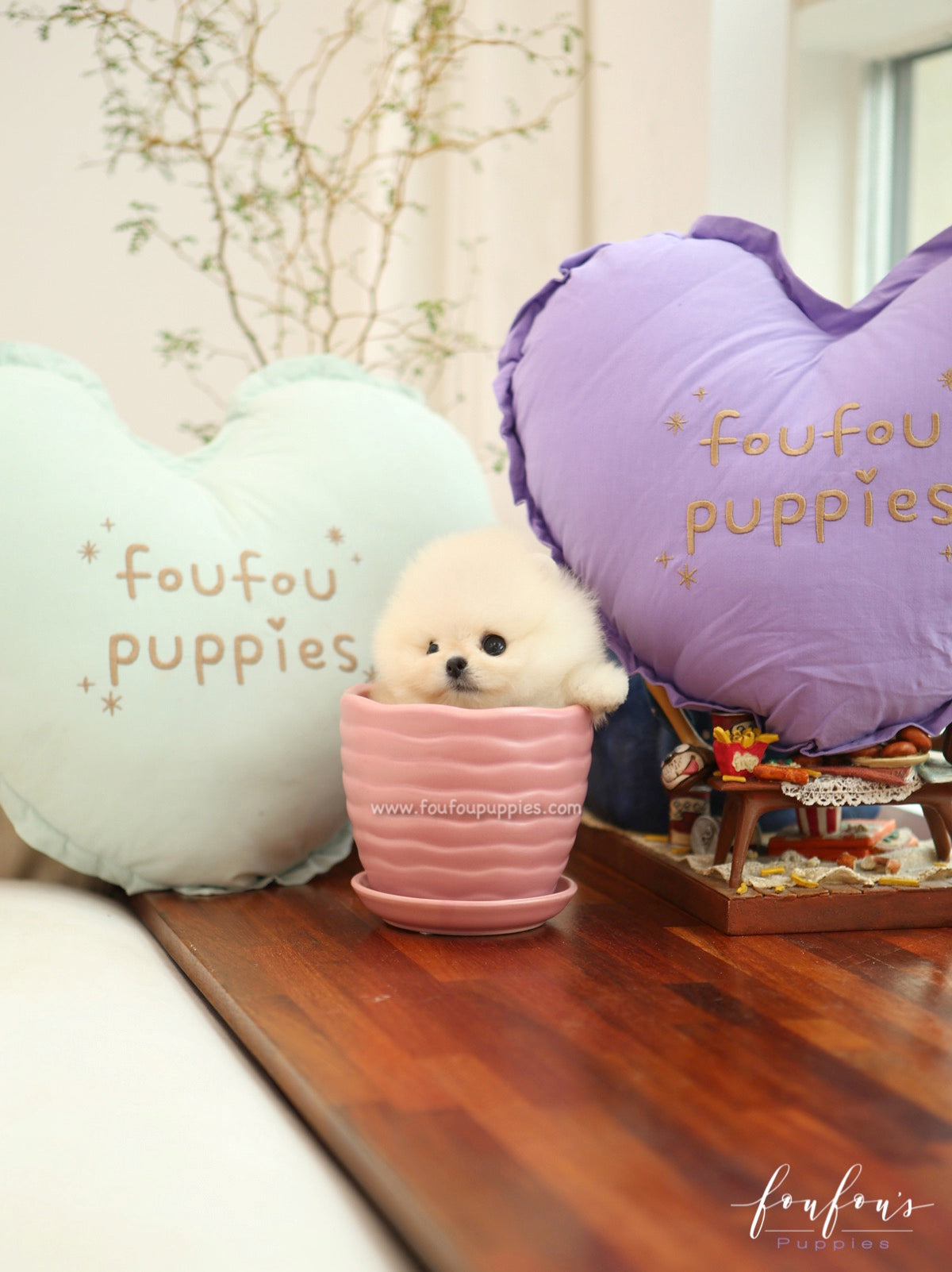 Mochi - Pomeranian M.