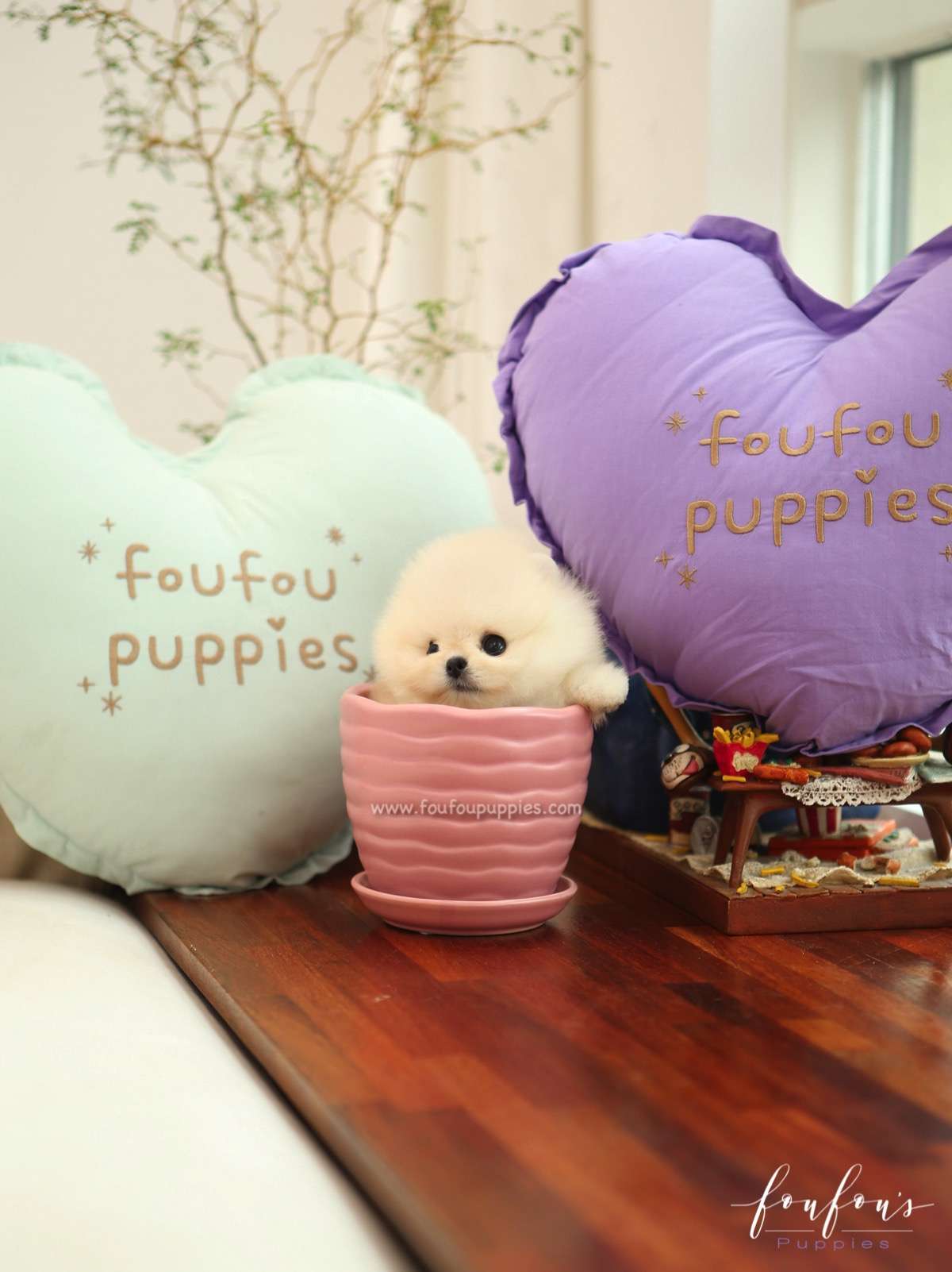 Mochi - Pomeranian M.