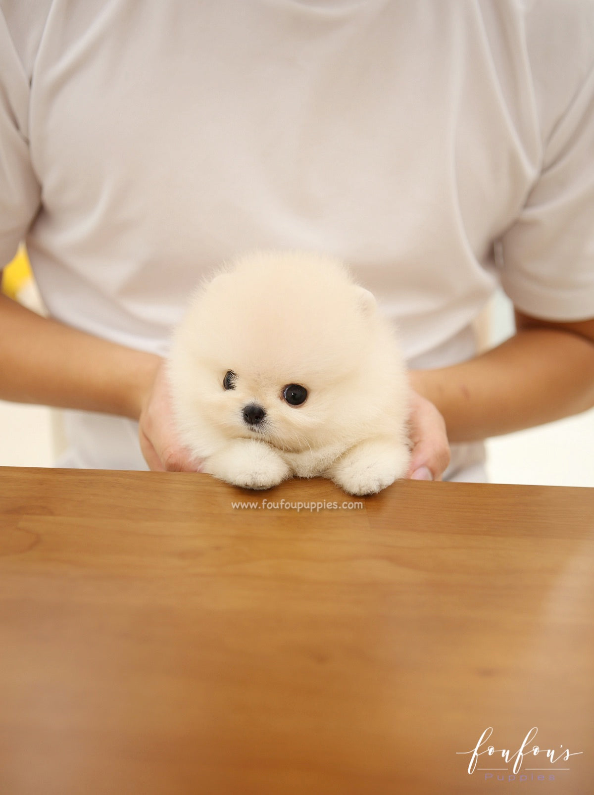 Mochi - Pomeranian M.