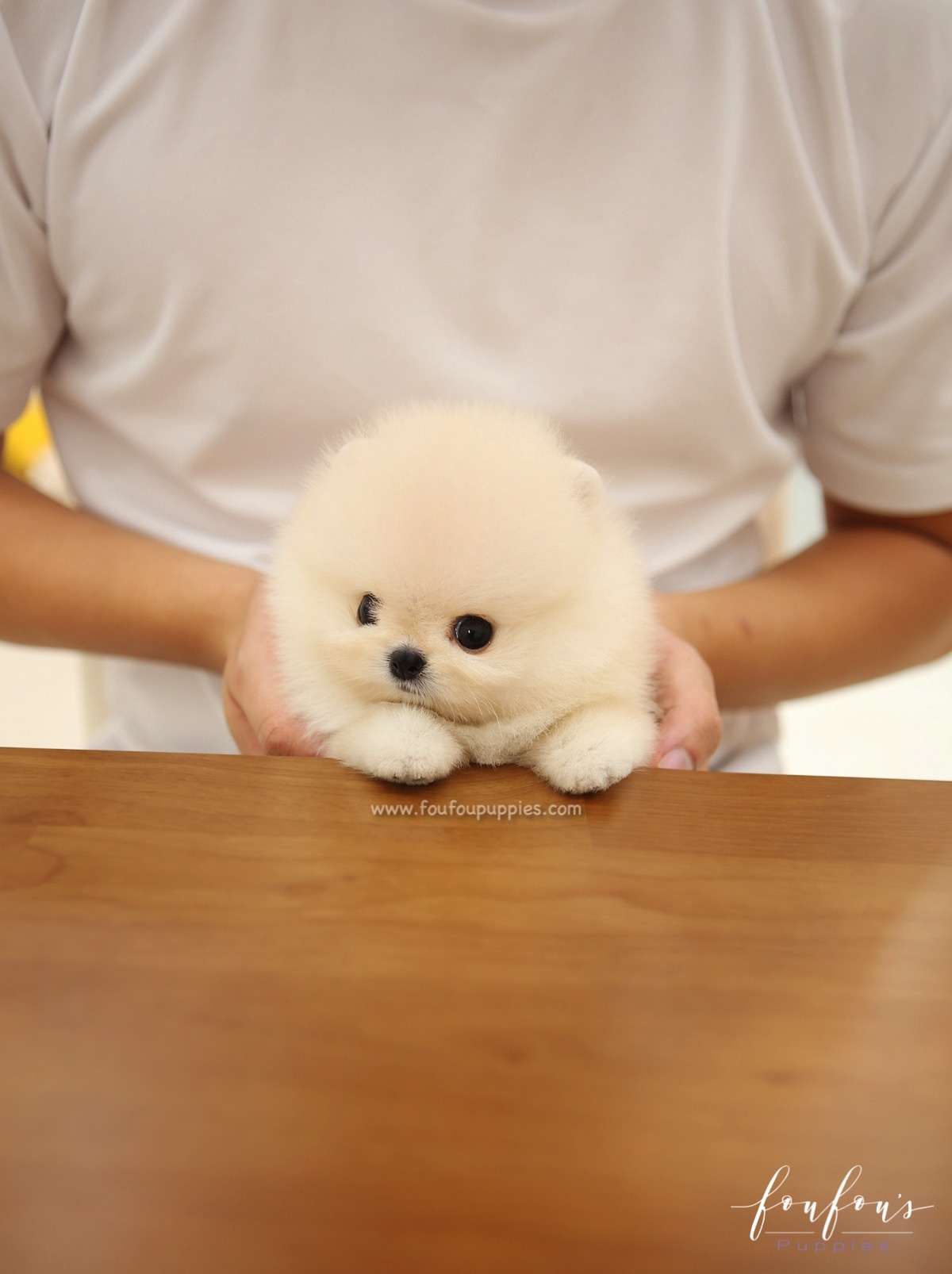 Mochi - Pomeranian M.
