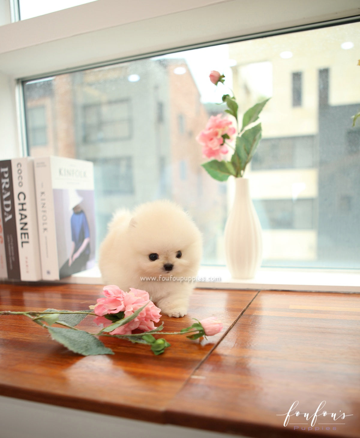 Mochi - Pomeranian M.