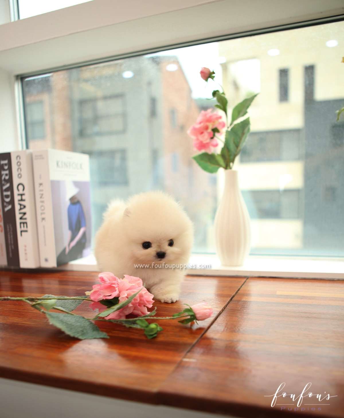 Mochi - Pomeranian M.