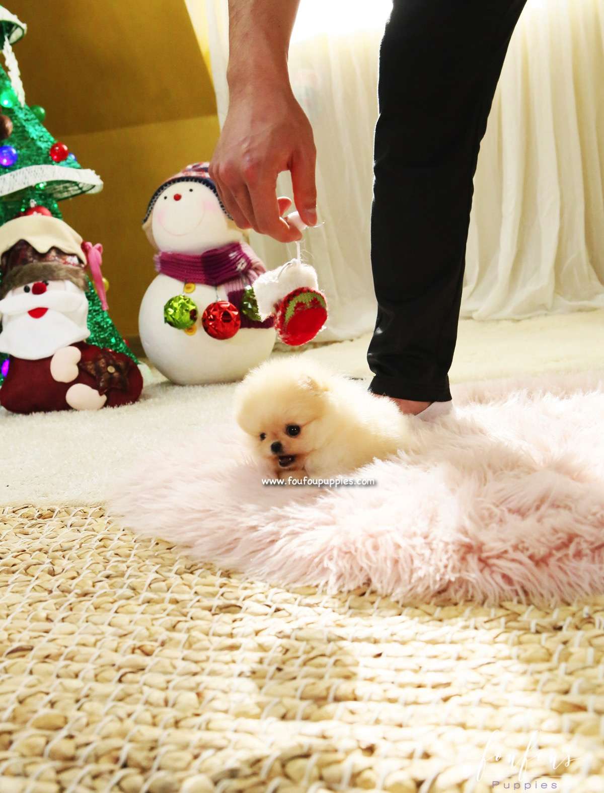 Gnocchi - Pomeranian F.
