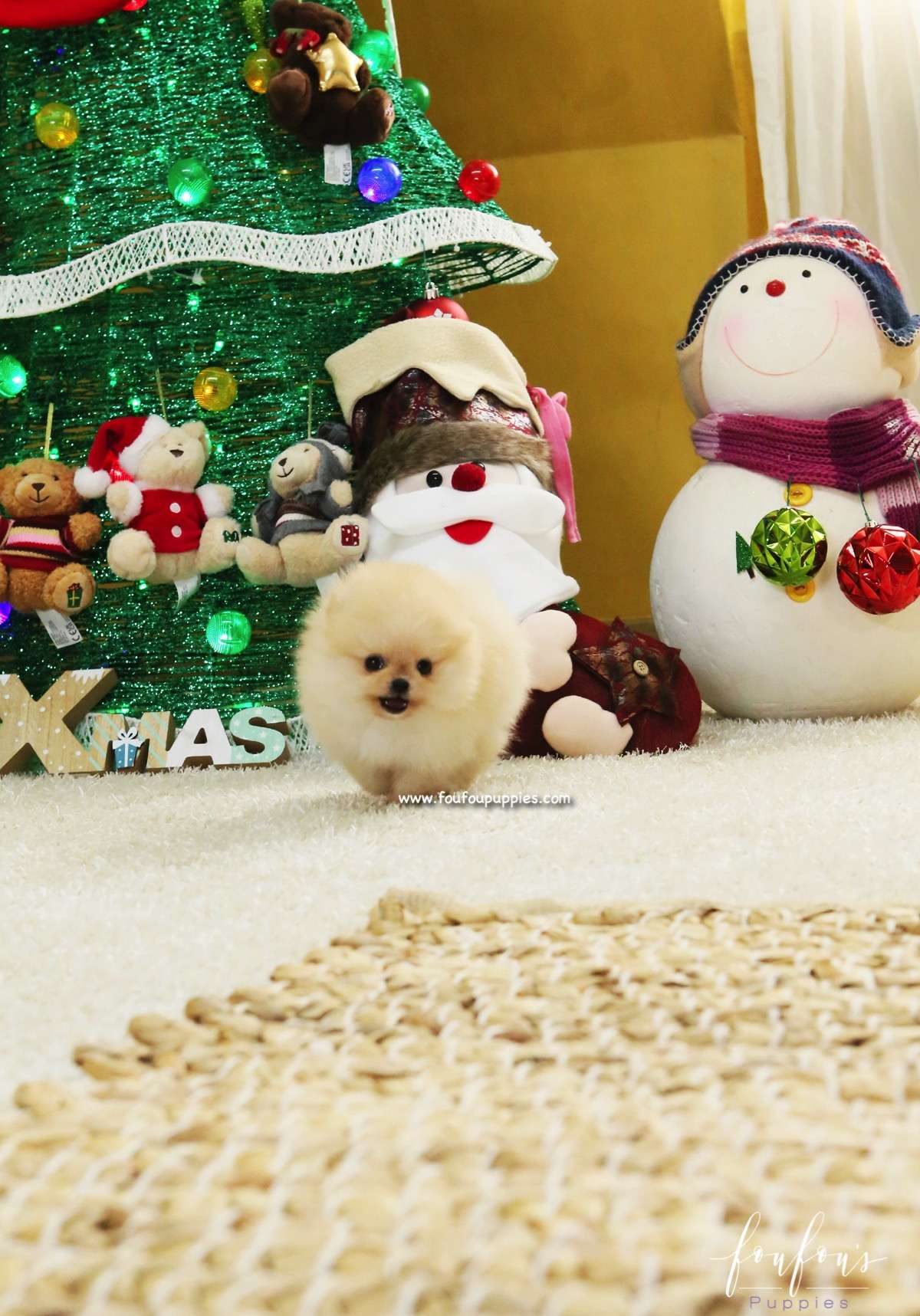 Gnocchi - Pomeranian F.