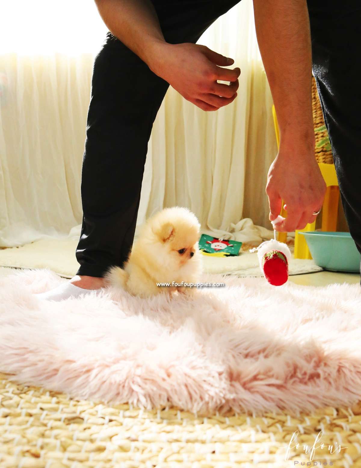 Gnocchi - Pomeranian F.