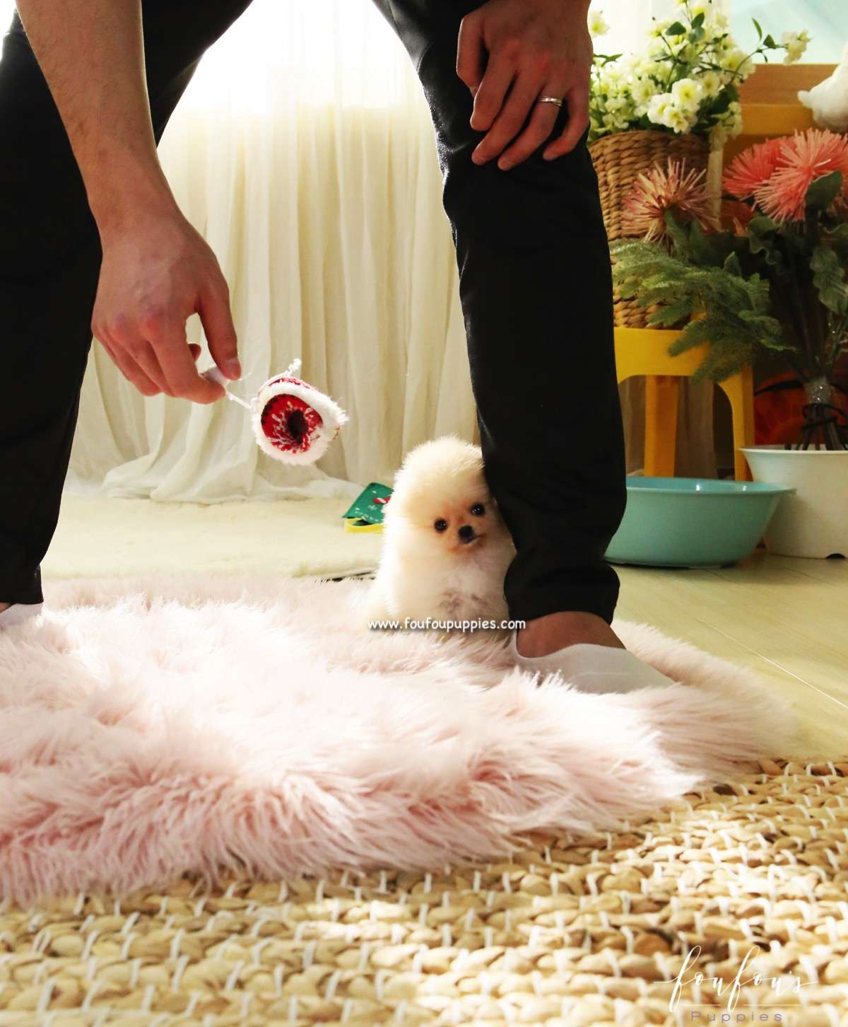 Gnocchi - Pomeranian F.