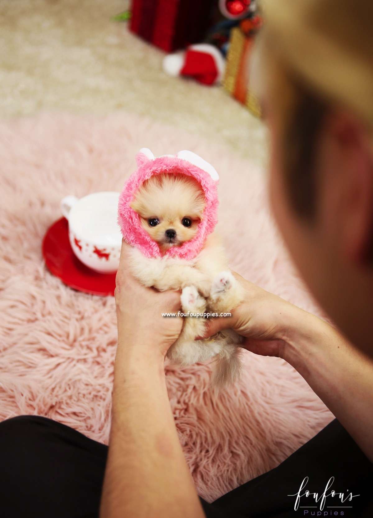 Gnocchi - Pomeranian F.