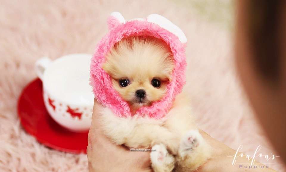 Gnocchi - Pomeranian F.